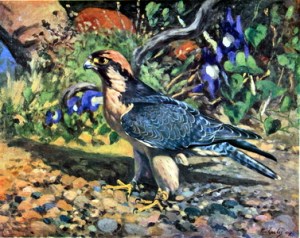 IMG_2593 crop small enhanced