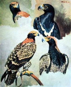 IMG_2595 crop small enhanced